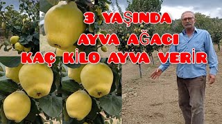 Ayva Yetiştiriciliği. 3 Yaşında Ayva Ağacı Kaç kilo Ayva verir. Gördes Ayvası.