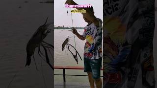 #porbanfishing #พ่อบ้านฟิชชิ่ง #ตกกุ้ง #ตกปลา #ซุ้มซารัน #บางปะกง #กุ้งแม่น้ำ #ธาตุทองซาวด์ #ตกปลา