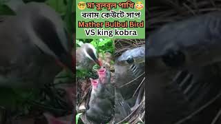 মা বুলবুল পাখি বনাম কেউটে সাপ ||  Mather Bulbul Bird VS king kobra ||😍👍#subjeeshort#shorts#short.