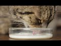 asmr cat drinking 2