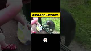 மனிதர்களிடம் உணவு கேட்கும் Chimpanzee- இரக்கமற்ற மனிதர்கள்? #shorts #minifactstamil