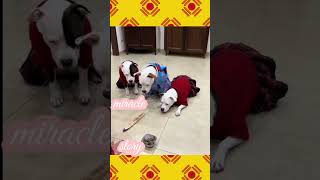 சொந்த காசுல சூனியம் வசுக்கிறதா/#funnypets #petvideos #dogs #doglover #comedy #shorts