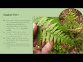 ferns in the pacific northwest