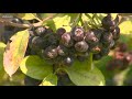 you can grow it aronia berries