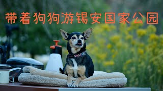 带着狗狗房车游- 锡安国家公园露营、徒步和摄影| Zion National Park Camping、Hiking and Photography with my dog｜犹他州、Utah|