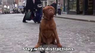 Zeus - 7 month old Dogue De Bordeaux - 14 day dog boot camp with Adolescent Dogs UK