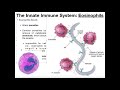 physiology of basophils mast cells u0026 eosinophils