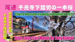 尾道･国道2号線「千光寺下踏切の一本桜」 Cherry blossom viewing in Onomichi 2021