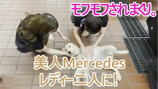 Mercedesレディー美女二人にずーっとモフモフされまくりのゴールデンレトリバーの子犬ティト。