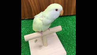 ☆本羽田萩中店　コザクラインコ（クリームルチノー）