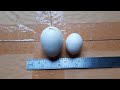 ไข่จิ๋ว ไข่ไก่ต่อหูขาวฟองจิ๋ว แบบนี้จะใช่คดไข่ไหม tiny chicken egg jungle fowl egg chicken