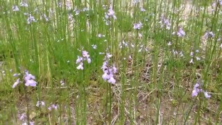 2016 04 23 マツバウンランの群生