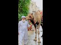 Dangerous camel qurbani 2022 #dangerous #qurbanistatus #allah #bachra #bakraeid #camel #big #2022