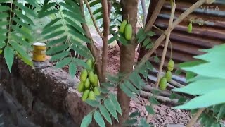 Bilimbi / Tree Cucumber / Bimbuli Tree