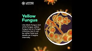 Yellow Fungus Symptoms and Prevention | United Medicity