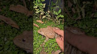 Yep yep catch frogs funny boing boing funny frogs #frog #funny #fun #funnyvideo #shorts