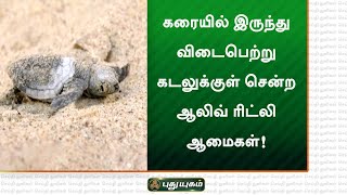 கரையில் இருந்து விடைபெற்று கடலுக்குள் சென்ற ஆலிவ் ரிட்லி ஆமைகள்! தனுஷ்கோடி | செய்தித் துளிகள்