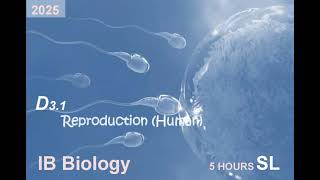 IB Bio 2025 D3.1 Reproduction (Human) SL + HL Note #ib #ibbiology #biology #reproduction