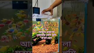 #আল্লাহ তায়া’লা সবচেয়ে বেশি খুশি কখন হোন #shortvideo #trending #shortsyoutube #