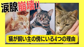 【あなたの愛猫は大丈夫？】猫が飼い主の傍にいる4つの理由 ～分離不安という病～