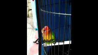 Lagi Heboh Ngekek Buka Paruh  !!! Lovebird Sutek