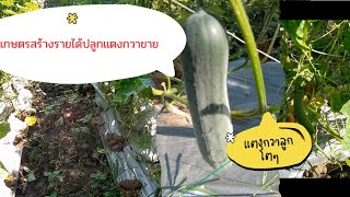 #พาชมสวนแตงกวาสร้างรายได้#เกษตรผสมผสาน#เกษตรสร้างรายได้#ฝากรับชมและติดตามด้วยนะคะ