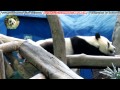 20150510團團的各種萌睡姿 the giant panda tuan tuan