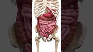 🍽️ Peristalsis: The Wave-Like Motion of Digestion 🍽️  #anatomy