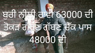 ਬੂਰੀ ਨੀਲੀ ਰਾਵੀ ਤਾਜੀ ਸੂਈ ਮਗਰ ਕੱਟੀ 63000 ਦੀ ਤੋਕੜ ਗੱਬਣ 48000 ਦੀ ਫੋਨ ਨੰਬਰ7814088635