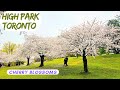 🥳Cherry blossoms Canada 🇨🇦 High park Toronto | Watch in 1080P & 1.5x speed | Techies Escapades