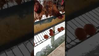 kandang ayam petelur bawah kolam lele