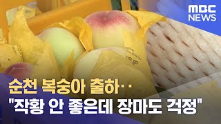 순천 복숭아 출하‥\