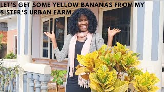 Banana Harvest From My Sister's Urban Farm In Kampala, Uganda