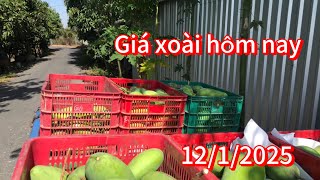 Giá xoài hôm nay ngày 12/1/2025