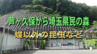 芦ヶ久保から埼玉県民の森　蝶以外の昆虫など（注・２分３０秒ヘビも出ます）