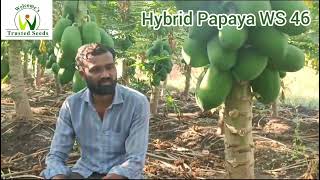 Hybrid Papaya WS 46, Shahada Nandurbar Maharashtra December 2024