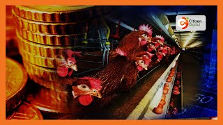 Smart Farm | Large-scale poultry farming in Siaya