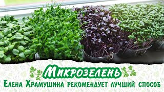 Научимся выращивать полезную микрозелень вместе!