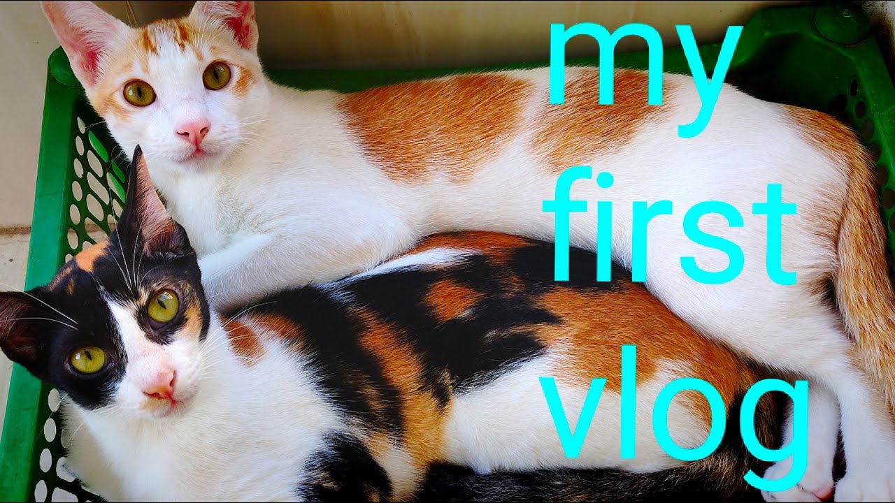 My First Vlog Cat Vlog Video Youtube