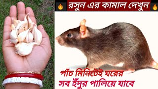 ইঁদুর তাড়ানোর সহজ উপায় - একটাও ইঁদুর বাড়িতে দেখতে পাবেন না- সব পালাবে/rat killer/cockroach killer