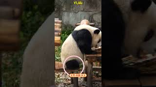 发现一个渝爱不为人知的秘密，爱姐会不会把我们豆沙了 #pandacub #funny #pandachina #cute #giantpanda #animals #cutepanda #pets