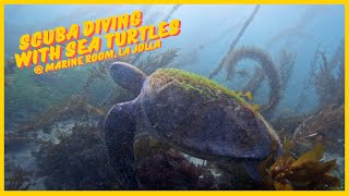 Diving with a Sea Turtle at Marine Room, La Jolla