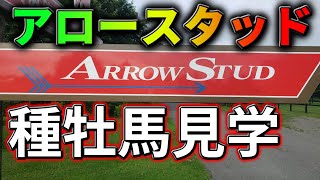 アロースタッドに種牡馬見学したら猫天国だった