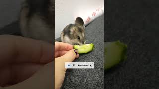 Hamster loves💖cucumber🥒.This is Kuby favorite vegetable🏆.Please click👍and subscribe! see description