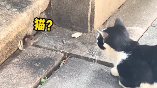 老鼠：终于把自己嘚瑟嘎了！｜🤣果然反派死于话多｜搞笑视频｜猫和老鼠｜猫抓老鼠