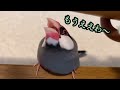 【爆笑】文鳥劇場　もうええわ　 223