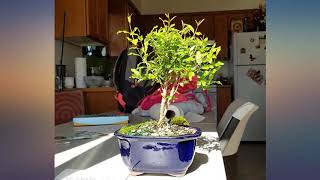 Brussel's Live Dwarf Pomegranate Indoor Bonsai Tree - 5 Years Old; 8\