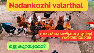 Nadankozhi kozhi valarthal || നാടൻ കോഴികളെ കൂട്ടിൽ വളർത്തിയാൽ മുട്ടയിടുമോ?  Kozhivalarthal Malayalam