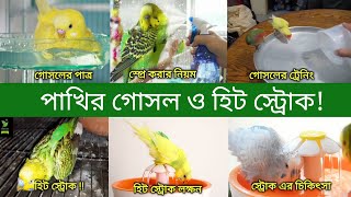 বাজরিগার পাখির গোসল | পাখি হিট স্ট্রোক করে কেন | Budgerigar Pakhir Gosol | Budgie Heart Stroke