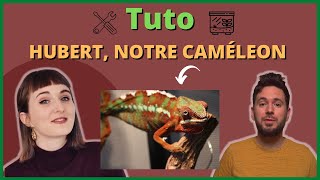 Guide - Installation De Hubert, Notre Caméléon Panthère Furcifer Pardalis